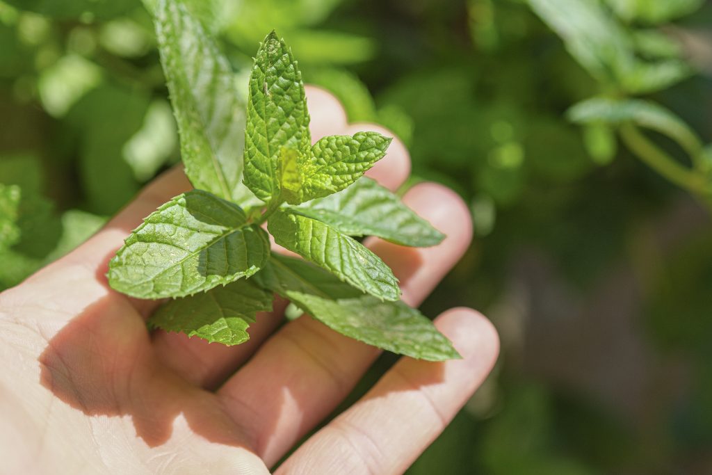 Hand holds mint leaves