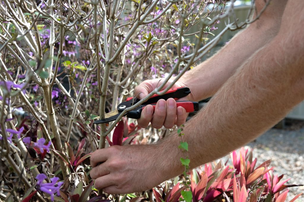 Pruning shrubs