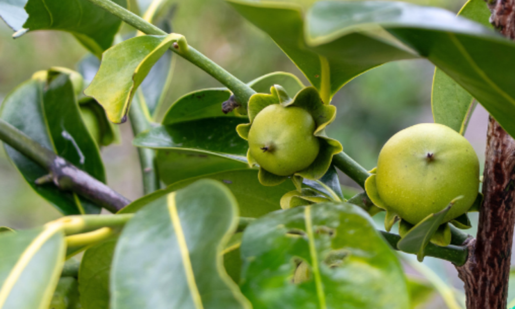 Black Sapote Fruit on a tree